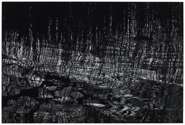 I saw the moon asleep, wandering among the reeds