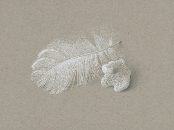 Swan feather and coral fragment