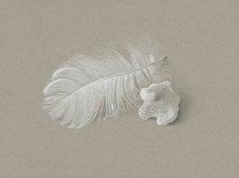 Swan feather and coral fragment