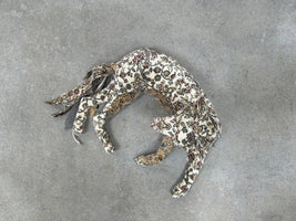 Wilton Wild Dog