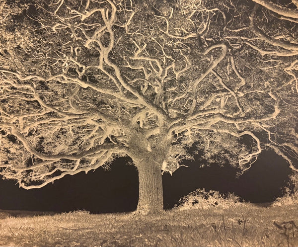 Sessile Oak, The Dizzard