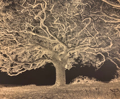 Sessile Oak, The Dizzard