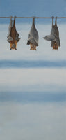 A Bat's Perspective