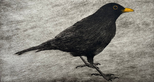 Dawn Blackbird