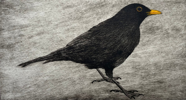 Edition - Dawn Blackbird
