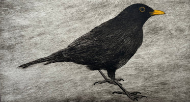 Dawn Blackbird
