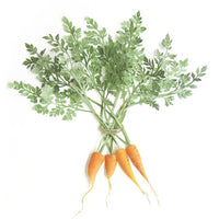 Sarah Dennis - Carrots