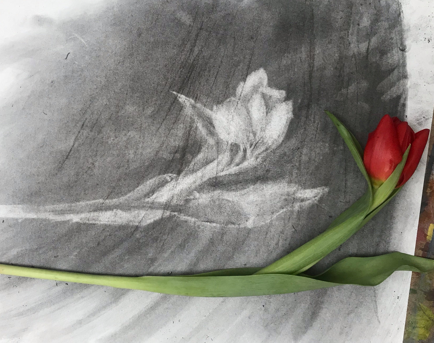 Beginners Drawing on ZOOM