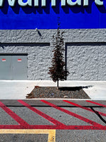 John Brooks, Walmart tree