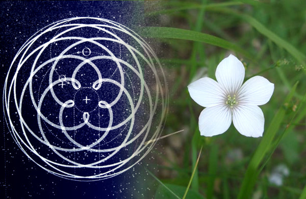 Sacred Geometry Patterns in Nature and Cosmos