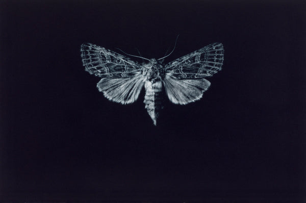 A Lament for the Bordered Gothic by Sarah Gillespie RWA