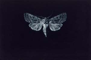 A Lament for the Bordered Gothic by Sarah Gillespie RWA
