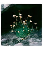 Sarah Currie - Wild sea thrift, Elgol Beach, Skye
