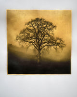The Meadow Oak