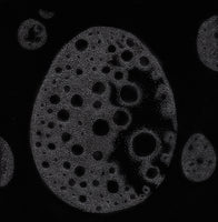 Galaxy egg