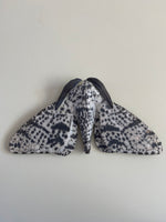 Pepper Moth