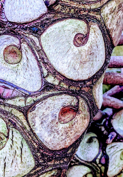 Leaf Scars