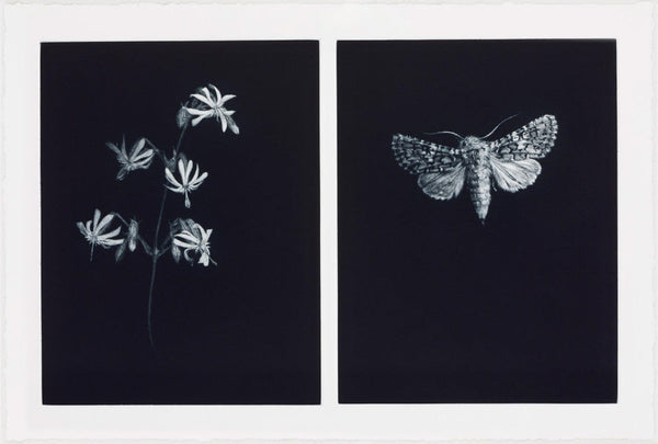 013, Sarah Gillespie RWA- Nottingham Catchfly & Whitespot Moth