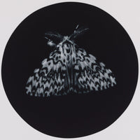 014, Sarah Gillespie RWA- Black Arches