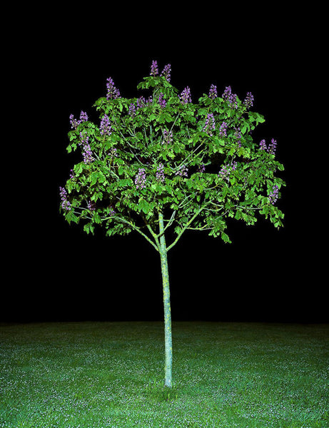 468, Judith Jones RWA- Tree Portrait Series - Aesculus X Carnea