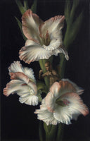 011, Angela Lizon RWA- Gladiolus