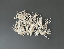 259, Sarah Hill - Lophelia Pertusa
