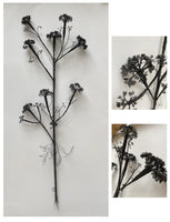 311, Kate Westcott - Giant Parsley Seedheads