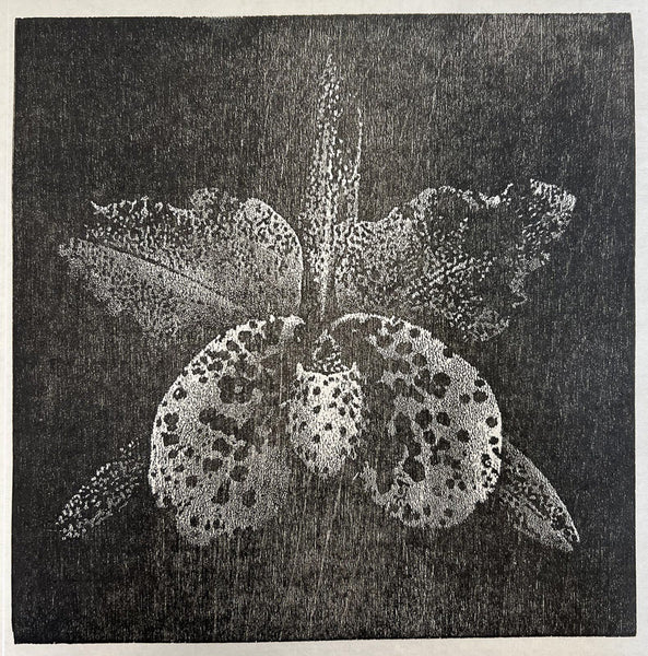 168, Sue Wyllie - Paphiocattleya