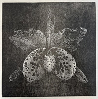 168, Sue Wyllie - Paphiocattleya