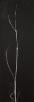 314, Charlotte Price RWA- Husk #4