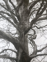 283, Laurie Steen RWA- (Detail of) Guardian, Drawing 07-23