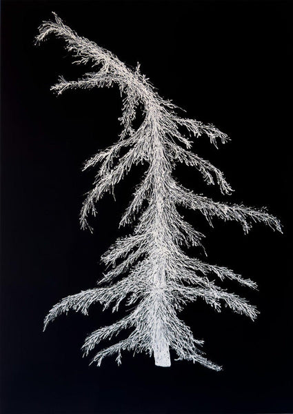 305, Simon Waters - Pine Curvity