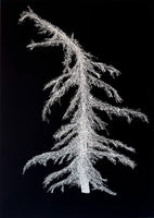 305, Simon Waters - Pine Curvity