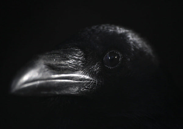 037, Robert Carmier - Common Raven