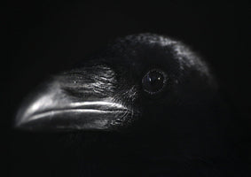 037, Robert Carmier - Common Raven