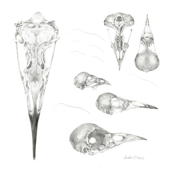 332, Louisa Crispin SGFA FSBA- Study of a Bird 002 ~ Skulls