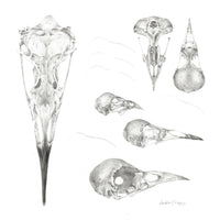 332, Louisa Crispin SGFA FSBA- Study of a Bird 002 ~ Skulls