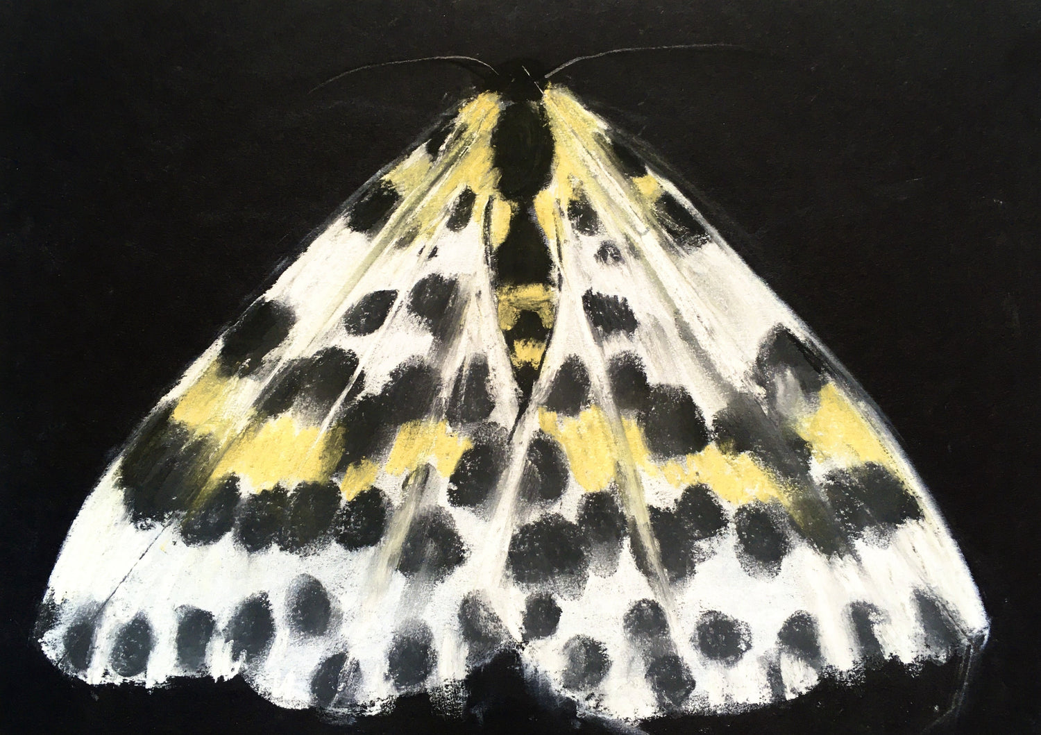 Junior Drawing School - Draw a Magpie Moth