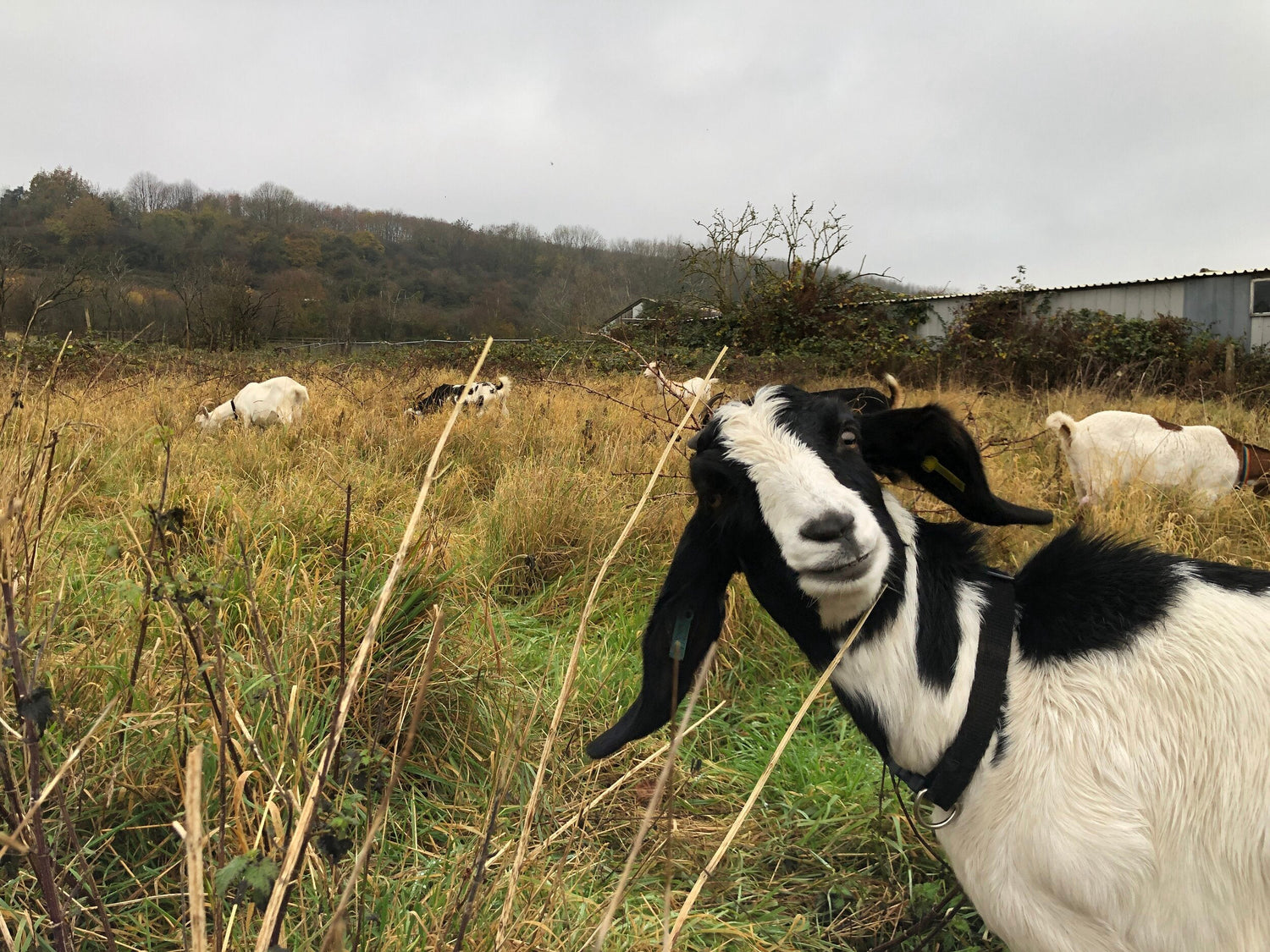 Draw a live goat with Streetgoat