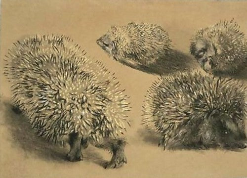 Free Family Workshop - Live Hedgehog Drawing